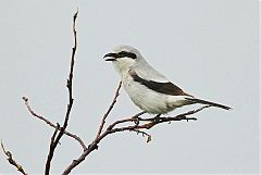 Northern Shrike